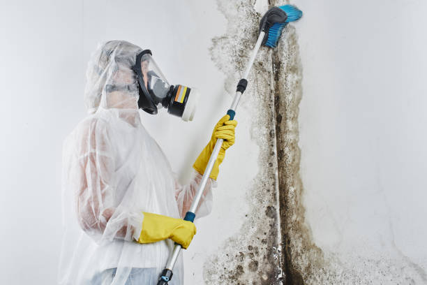 Best Best Mold Removal Companies  in Yardville, NJ
