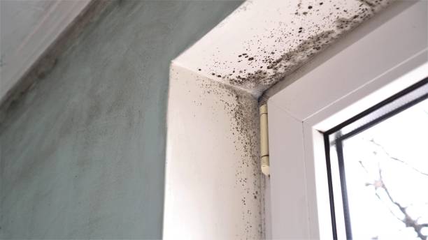 Certified Mold Removal in Yardville, NJ