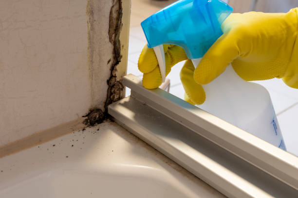 Trusted Yardville, NJ Mold Removal Experts