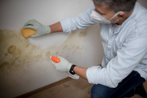 Best Mold Removal Near Me  in Yardville, NJ