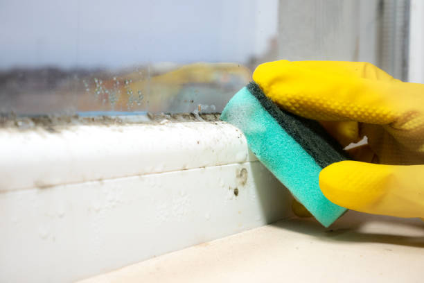 Best Mold Remediation  in Yardville, NJ