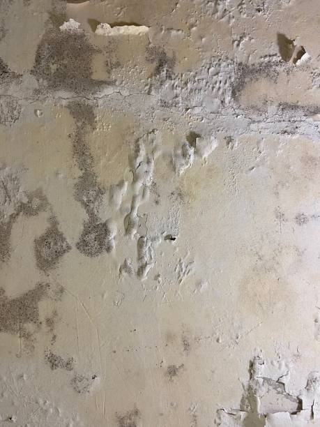 Best Mold Testing  in Yardville, NJ