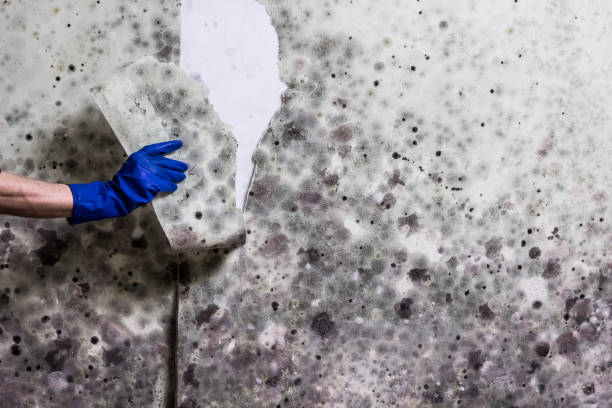 Best Mold Damage Repair  in Yardville, NJ