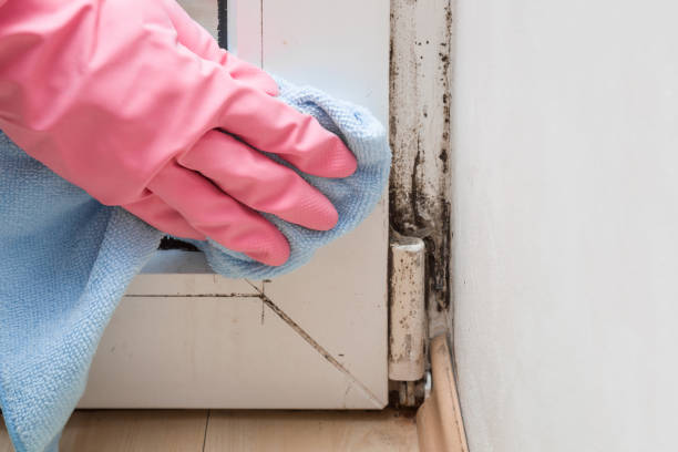 Best Mold Removal Near Me  in Yardville, NJ