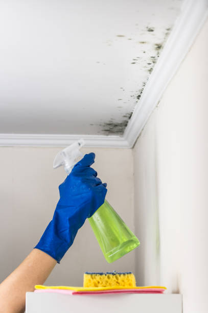 Best Professional Mold Removal  in Yardville, NJ